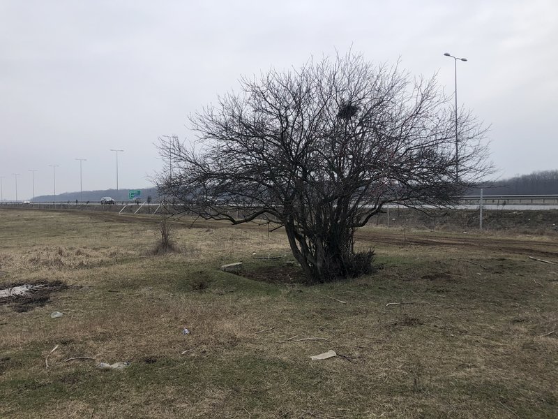 Pipera, Ilfov,
